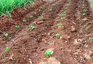 栽培 そら豆 ソラマメ栽培☆珍しい品種と失敗しない種まき・植え方